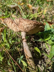Amanita simulans