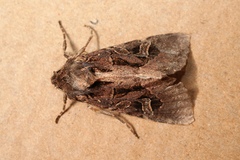 Trigonophora jodea