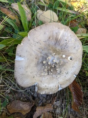 Amanita simulans