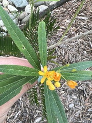 Asclepias curassavica image