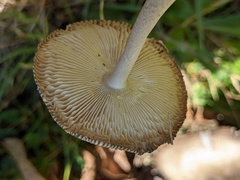 Amanita simulans