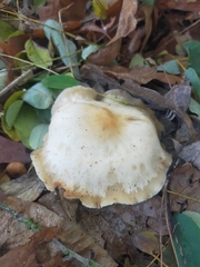 Agaricales