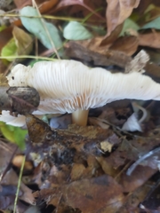 Agaricales