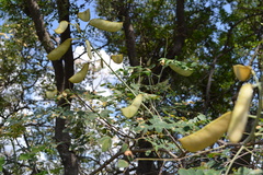 Erythrostemon mexicanus
