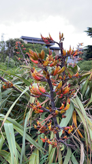 Phormium cookianum