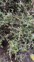 Coprosma propinqua