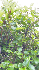 Muehlenbeckia australis