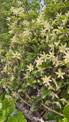Clematis forsteri