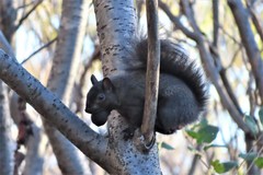 Sciurus carolinensis