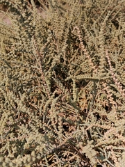 Caroxylon imbricatum