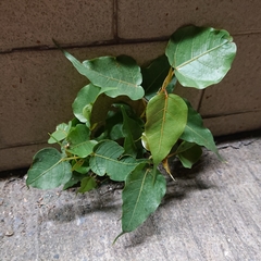 Ficus religiosa