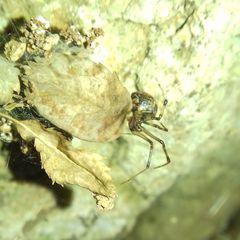 Theridiidae