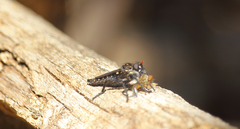 Pritchardia hirtipes