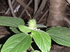 Acalypha arvensis