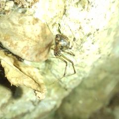 Theridiidae