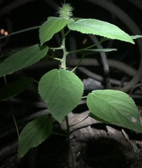 Acalypha arvensis