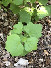 Malvaviscus arboreus drummondii