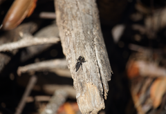 Pritchardia hirtipes