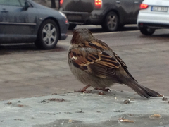 Passer domesticus