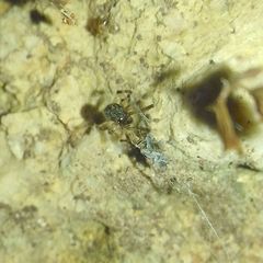 Theridiidae