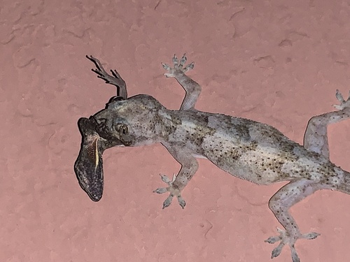 House gecko, Hemidactylus mabouia