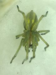 Cheiracanthium