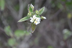 Lantana canescens