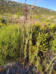 Thamnochortus fruticosus
