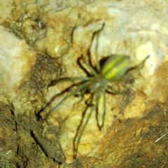 Cheiracanthium