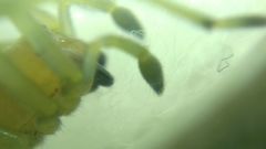 Cheiracanthium