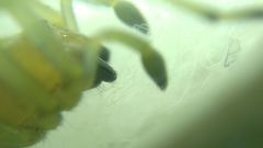 Cheiracanthium