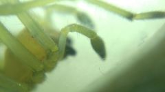 Cheiracanthium