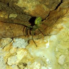 Cheiracanthium