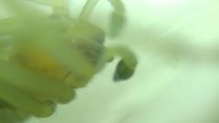 Cheiracanthium