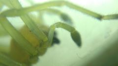 Cheiracanthium