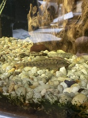 Percina nigrofasciata