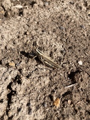 Melanoplus packardii