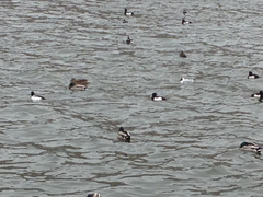 Chroicocephalus ridibundus