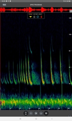 Pipistrellus nathusii
