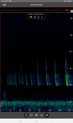 Pipistrellus nathusii