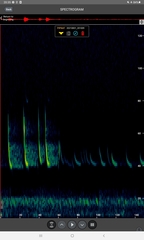 Pipistrellus nathusii