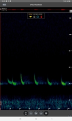 Pipistrellus nathusii