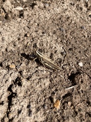 Melanoplus packardii