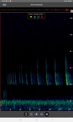 Pipistrellus nathusii