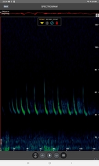 Pipistrellus nathusii