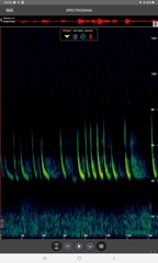 Pipistrellus nathusii