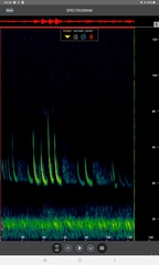 Pipistrellus nathusii