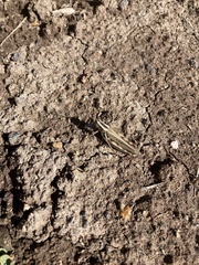 Melanoplus packardii