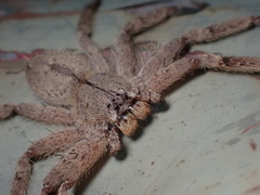 Heteropoda pingtungensis