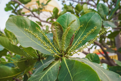 Terminalia catappa